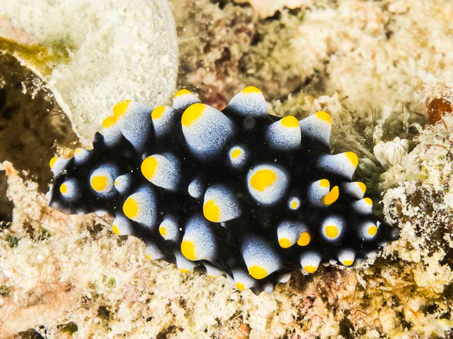 Phyllidia carlsonhoffi